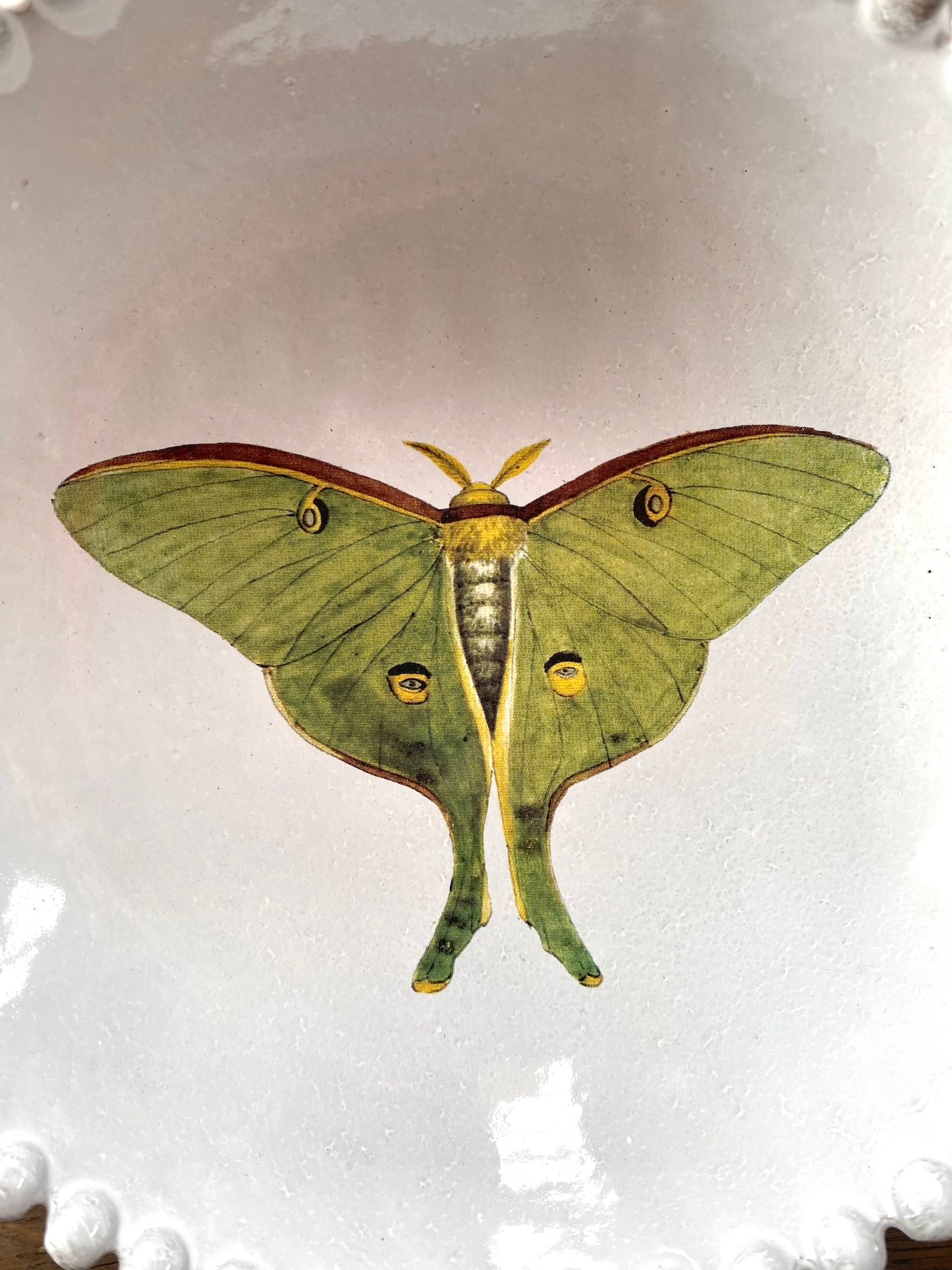 Astier de Villatte John Derian Green Eyed Butterfly Soup Plate