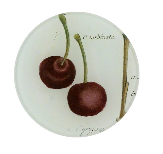 John Derian 'C. Turbinata' 4" Tiny Round Plate