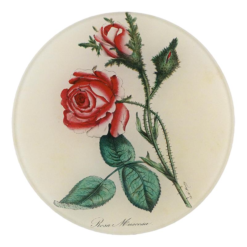 John Derian 'Rosa Muscosa (Moss Rose)' 5 3/4" Round Plate