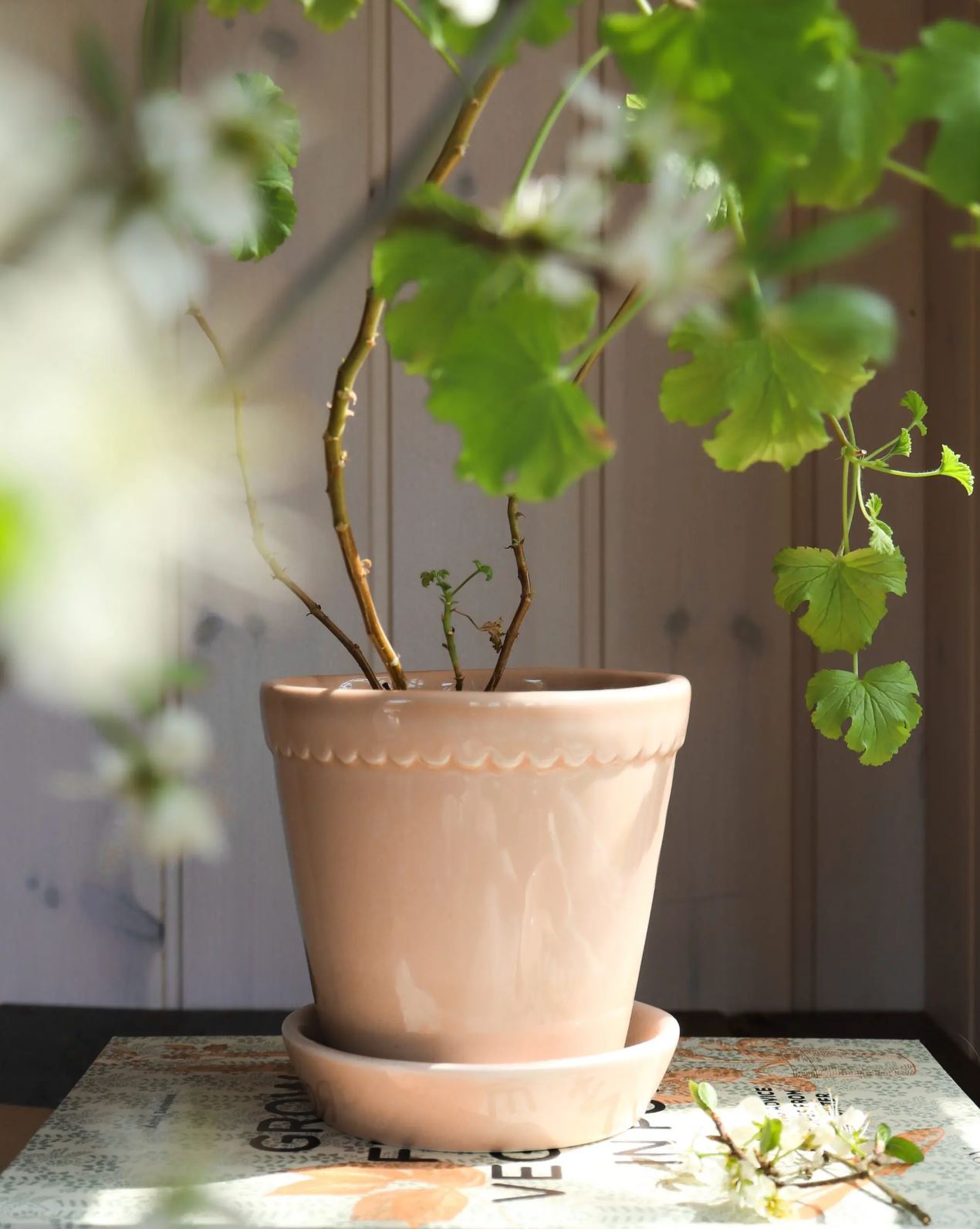 Bergs Potter 'Helena' Pot - Rose Quartz Glaze