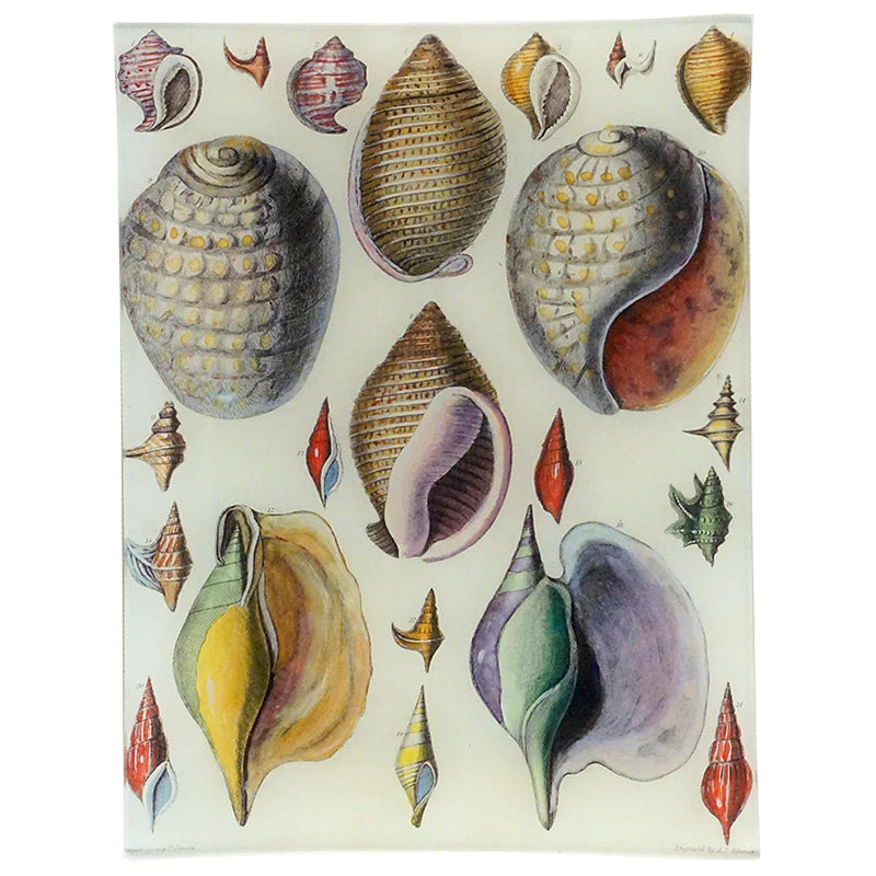 John Derian 'Capt. Brown Shells' 8 x 10.5" Tray